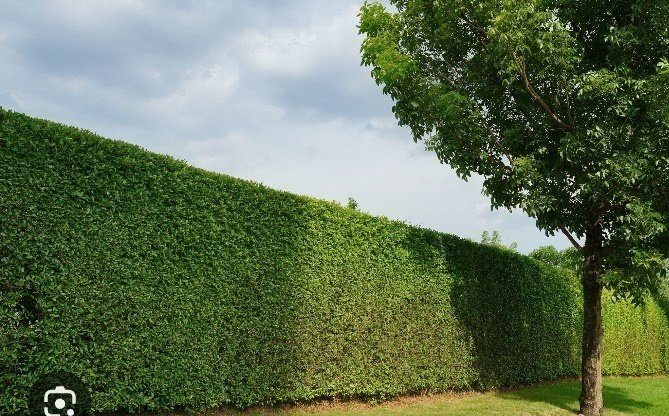 Bush trimming and lawn care service